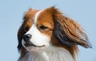 Kooikerhondje Dogs Breed - Information, Temperament, Size & Price | Pets4Homes