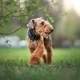 Welsh Terrier Dogs Breed - Information, Temperament, Size & Price | Pets4Homes