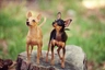Russian Toy Terrier Dogs Breed - Information, Temperament, Size & Price | Pets4Homes
