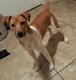 Plummer Terrier Dogs Breed - Information, Temperament, Size & Price | Pets4Homes