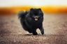 Pomeranian Dogs Breed - Information, Temperament, Size & Price | Pets4Homes