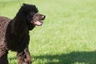 Irish Water Spaniel Dogs Breed - Information, Temperament, Size & Price | Pets4Homes
