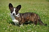 Welsh Corgi Cardigan Dogs Raza - Características, Fotos & Precio | MundoAnimalia