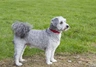 Poochon Dogs Breed - Information, Temperament, Size & Price | Pets4Homes