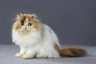 Persian Cats Breed - Information, Temperament, Size & Price | Pets4Homes