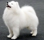 Samoyed Dogs Breed - Information, Temperament, Size & Price | Pets4Homes
