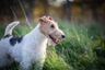 Fox Terrier de Pelo Duro Dogs Raza - Características, Fotos & Precio | MundoAnimalia