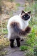 Himalayan Cats Breed - Information, Temperament, Size & Price | Pets4Homes