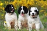 Landseer Dogs Raza - Características, Fotos & Precio | MundoAnimalia