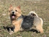 Norwich Terrier Dogs Breed - Information, Temperament, Size & Price | Pets4Homes