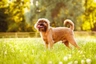 Griffon Bruxellois Dogs Breed - Information, Temperament, Size & Price | Pets4Homes
