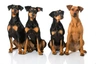 Pinscher Alemán Dogs Raza - Características, Fotos & Precio | MundoAnimalia