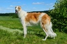 Borzoi Dogs Raza - Características, Fotos & Precio | MundoAnimalia