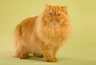 Persian Cats Breed - Information, Temperament, Size & Price | Pets4Homes