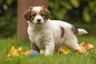 Kooikerhondje Dogs Breed - Information, Temperament, Size & Price | Pets4Homes