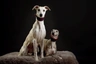Whippet Dogs Breed - Information, Temperament, Size & Price | Pets4Homes