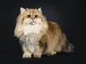 British Longhair Cats Breed - Information, Temperament, Size & Price | Pets4Homes