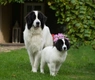 Landseer Dogs Raza - Características, Fotos & Precio | MundoAnimalia