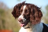 English Springer Spaniel Dogs Breed - Information, Temperament, Size & Price | Pets4Homes