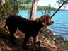 Irish Water Spaniel Dogs Breed - Information, Temperament, Size & Price | Pets4Homes