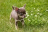 Chihuahua Dogs Breed - Information, Temperament, Size & Price | Pets4Homes