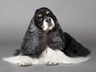 American Cocker Spaniel Dogs Breed - Information, Temperament, Size & Price | Pets4Homes