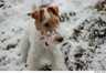 Fox Terrier de Pelo Duro Dogs Raza - Características, Fotos & Precio | MundoAnimalia