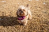 Shorkie Dogs Breed - Information, Temperament, Size & Price | Pets4Homes
