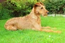 Irish Terrier Dogs Breed - Information, Temperament, Size & Price | Pets4Homes