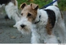 Fox Terrier de Pelo Duro Dogs Raza - Características, Fotos & Precio | MundoAnimalia