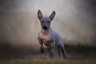 Xoloitzcuintle Dogs Raza - Características, Fotos & Precio | MundoAnimalia