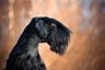 Schnauzer Gigante Dogs Raza - Características, Fotos & Precio | MundoAnimalia