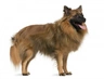 German Spitz Dogs Breed - Information, Temperament, Size & Price | Pets4Homes