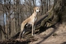 Sloughi Dogs Breed - Information, Temperament, Size & Price | Pets4Homes