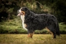 Bernese Mountain Dog Dogs Breed - Information, Temperament, Size & Price | Pets4Homes