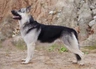 German Shepherd Dogs Breed - Information, Temperament, Size & Price | Pets4Homes