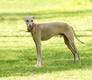 Italian Greyhound Dogs Breed - Information, Temperament, Size & Price | Pets4Homes