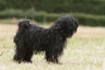 Tibetan Terrier Dogs Breed - Information, Temperament, Size & Price | Pets4Homes