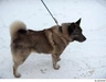 Norwegian Elkhound Dogs Breed - Information, Temperament, Size & Price | Pets4Homes