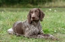 German Shorthaired Pointer Dogs Breed - Information, Temperament, Size & Price | Pets4Homes