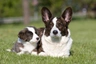 Welsh Corgi Cardigan Dogs Raza - Características, Fotos & Precio | MundoAnimalia