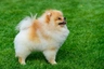Pomeranian Dogs Breed - Information, Temperament, Size & Price | Pets4Homes