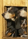 Basset Bleu De Gascogne Dogs Breed - Information, Temperament, Size & Price | Pets4Homes