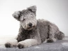 Hungarian Pumi Dogs Breed - Information, Temperament, Size & Price | Pets4Homes