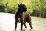 Cane Corso Dogs Raza - Características, Fotos & Precio | MundoAnimalia