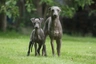 Italian Greyhound Dogs Breed - Information, Temperament, Size & Price | Pets4Homes