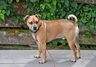Puggle Dogs Breed - Information, Temperament, Size & Price | Pets4Homes