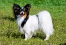 Papillon Dogs Breed - Information, Temperament, Size & Price | Pets4Homes