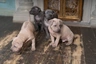 Thai Ridgeback Dogs Breed - Information, Temperament, Size & Price | Pets4Homes