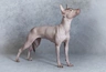 Xoloitzcuintle Dogs Raza - Características, Fotos & Precio | MundoAnimalia